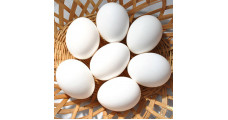 Egg - Poultry